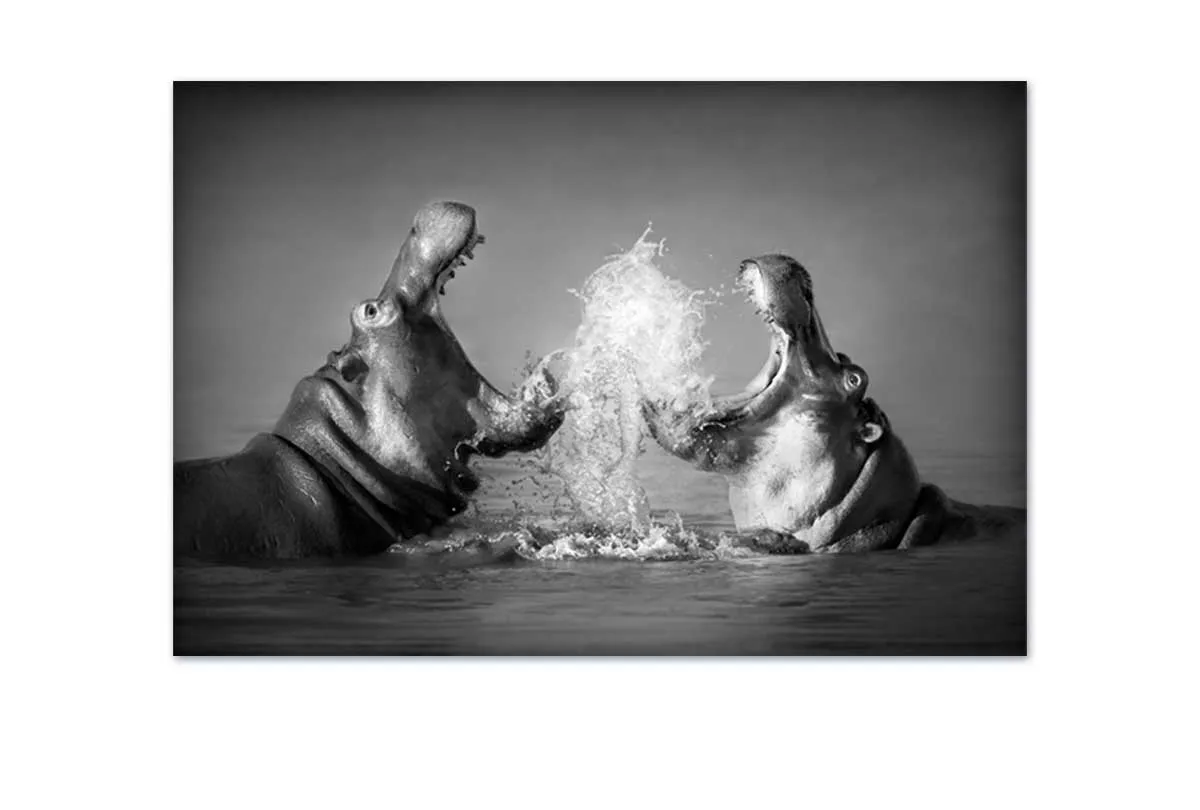 Hippo Rumble | Canvas Wall Art Print